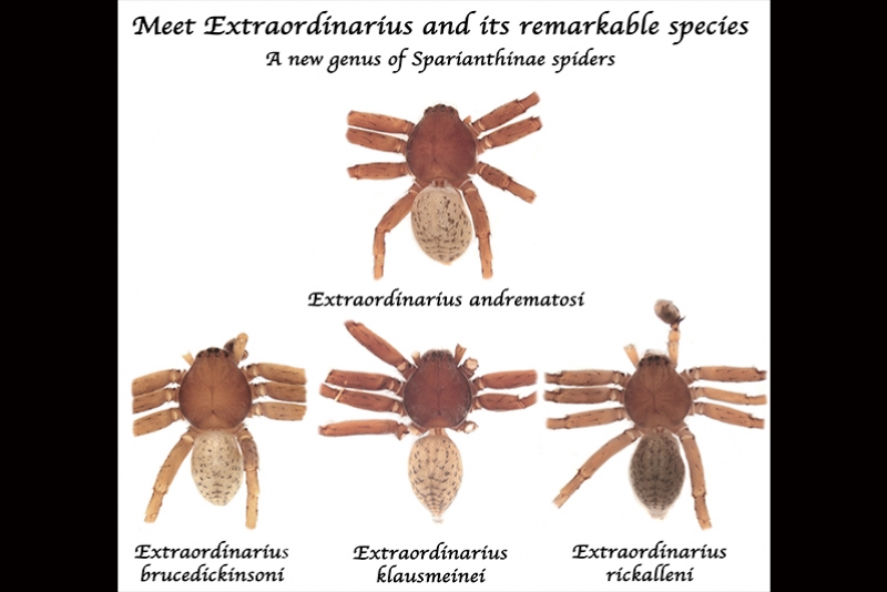 NOVAS ESPÉCIES DE ARANHAS SÃO BATIZADAS COM NOMES DE ASTROS DO ROCK E DO HEAVY METAL