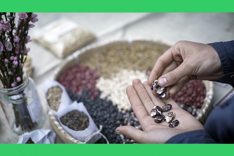 FEIRA DOS AGRICULTORES ECOLOGISTAS (FAE) COMEMORA OS 32 ANOS COM LAN&Ccedil;AMENTO DE P&Ocirc;STER E PODCAST QUE ANTECIPAM O DOCUMENT&Aacute;RIO &ldquo;M&Atilde;OS &Agrave; TERRA&rdquo;